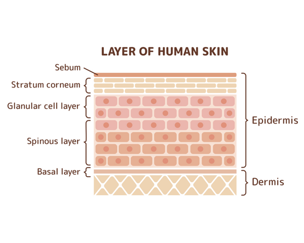 A diagram showing the different layers of Human Skin, in the following order. Epidermis: Sebum, Stratum corneum, Glanular cell layer, Spinous layer. Dermis: Basal layer.